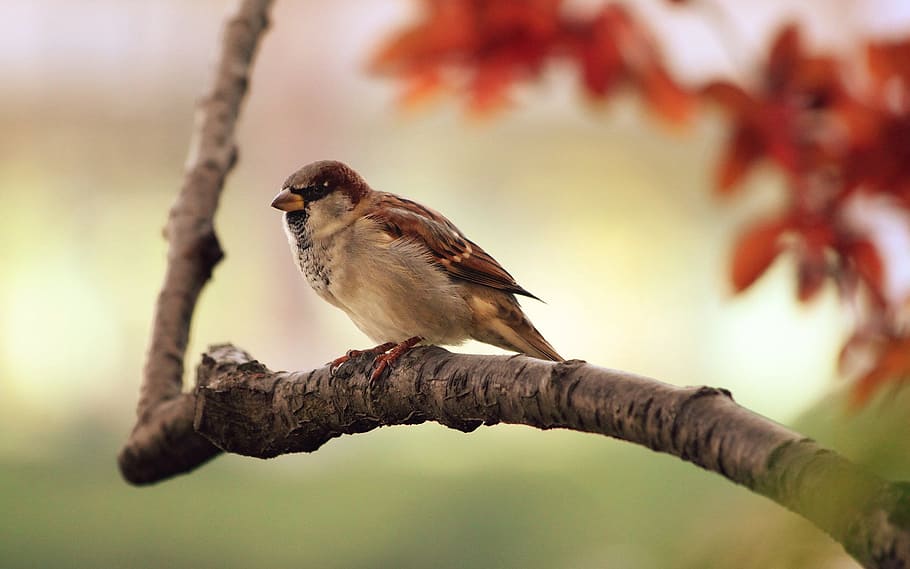 brown, sparrow, tree branch close-up photo, tree, branch, bird, animal themes, animal, animal wildlife, vertebrate