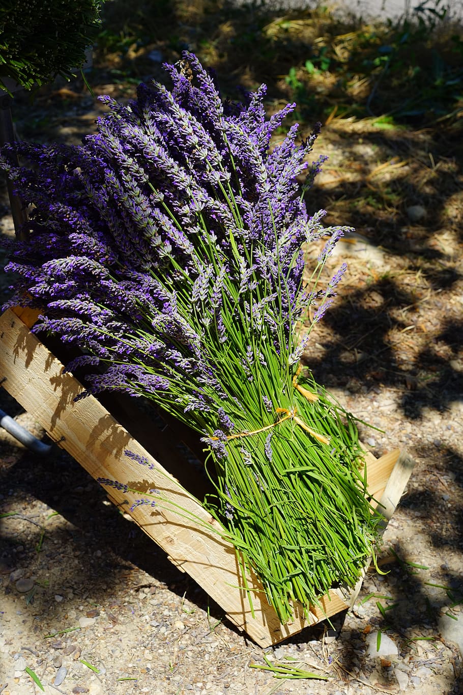 bunga eceng gondok ungu, lavender, jumbai, penjualan, biru, buket, posy, terikat, tandan lavender, buket herbal