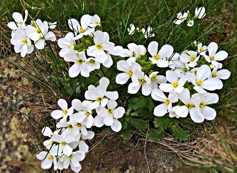 white, 4-petaled, 4- petaled flowers, bloom, daytime, flowers, snow flake flower, small white flowers, spring flowers, garden