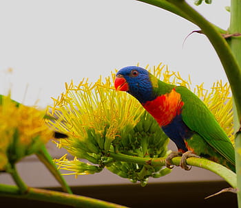 Fotos flor de pájaro loro libres de regalías | Pxfuel