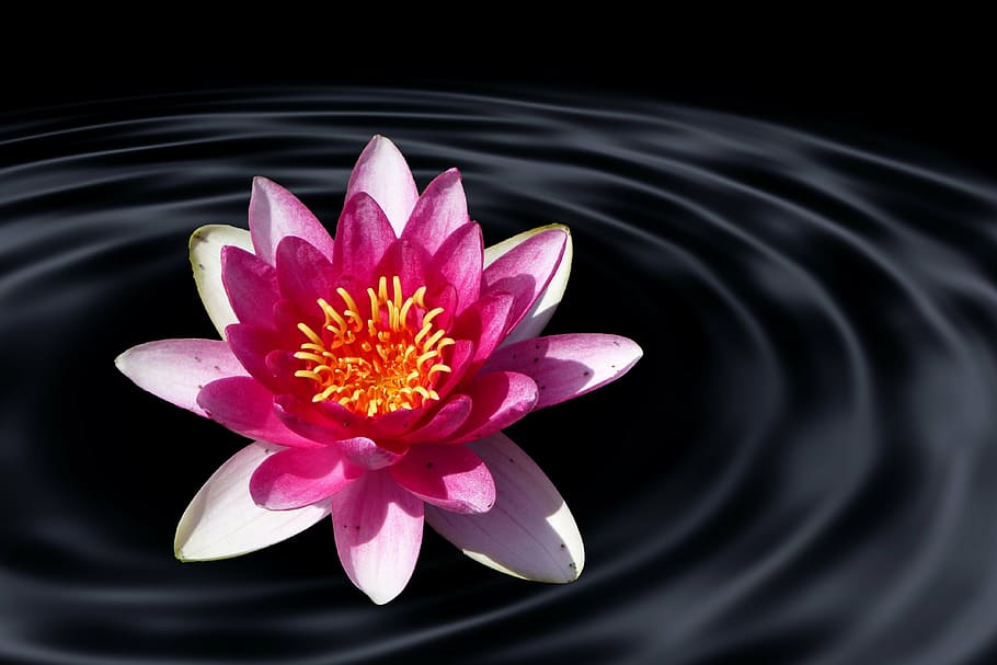 putih, pink, ilustrasi bunga, air, bunga lotus, lily air, ombak, kolam, musim panas, mekar
