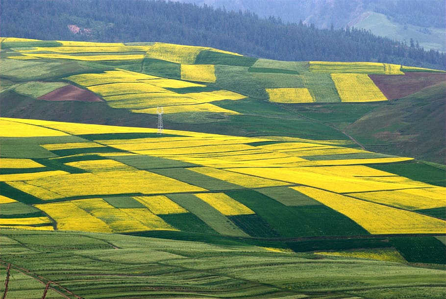 Ye, Tian, Golden, Flower, Rape, ye tian, golden flower, yellow, field, agriculture