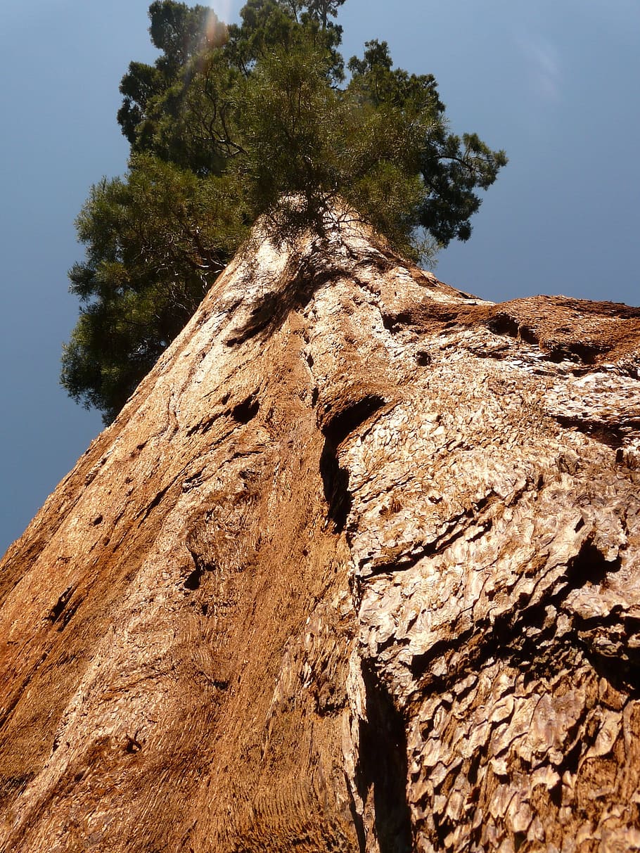 tree, sequoia, wood, bark, huge, tribe, low angle view, sky, plant, clear sky