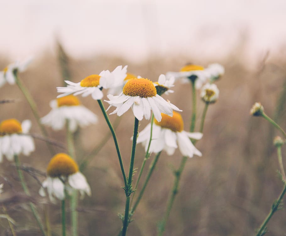 daisy, daisies, flowers, nature, flowering plant, flower, plant, freshness, fragility, growth