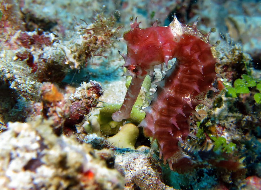 closeup, red, seahorse, diving, marine, underwater, hippocampus, scuba, undersea, sea