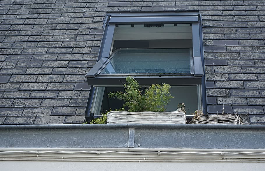 jelas, jendela kaca, hijau, berdaun, tanaman, jendela, kaca, atap, batu bata, beton