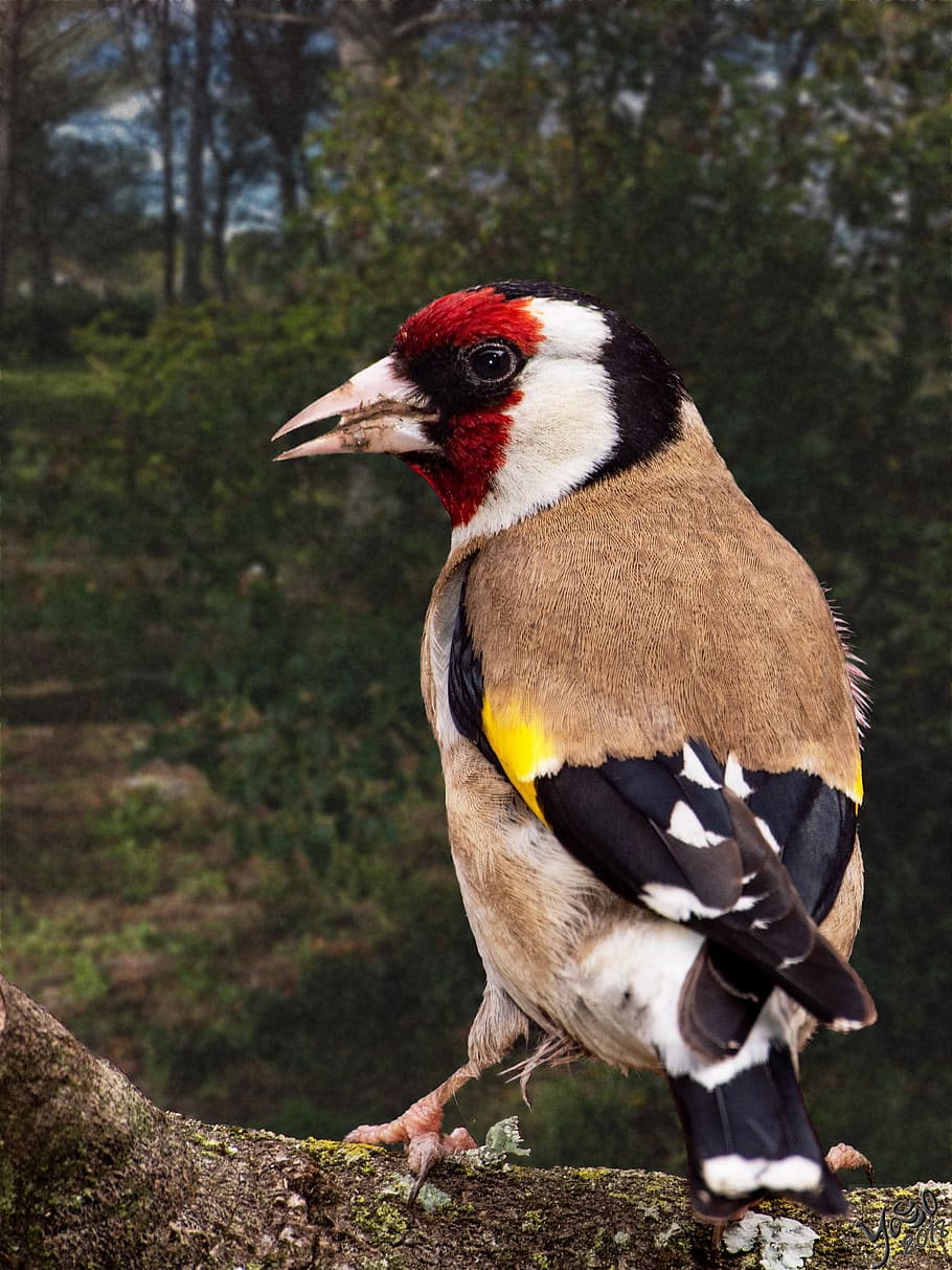 goldfinch élégans, bird, ornithology, garden, 2018, montpellier, plumage, animal themes, animal, vertebrate