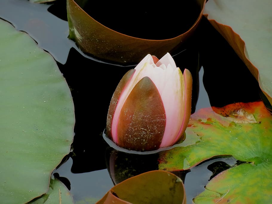waterlilies, chalice, water, flower, pond, petals, food and drink, close-up, freshness, food