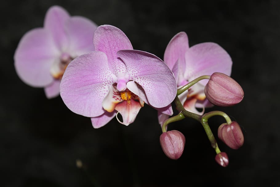 orquídea, flora, floración, hermosa rosa, phalaenopsis, flor, planta floreciendo, planta, frescura, belleza en la naturaleza