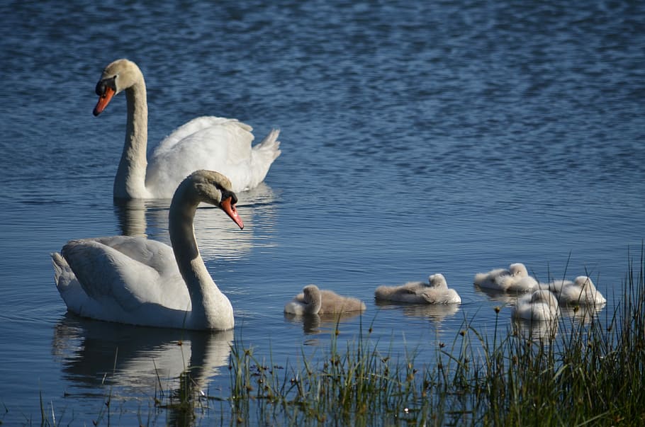 swans, galicia, sea, dacova, animals in the wild, animal themes, water, lake, animal, animal wildlife
