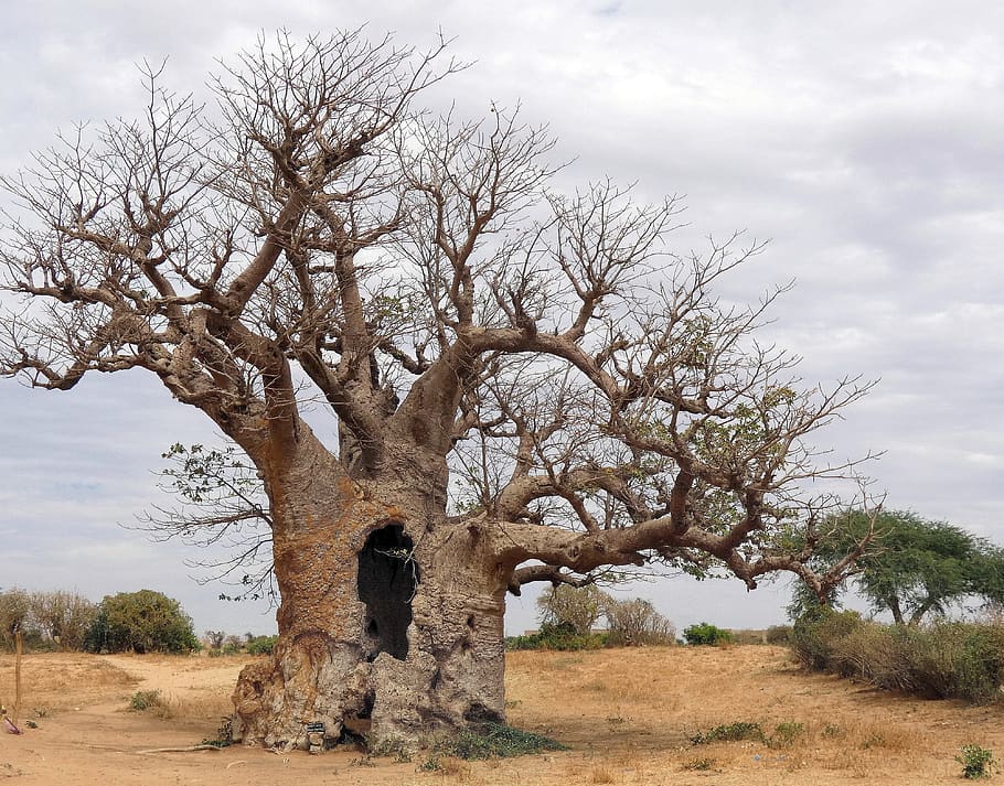 senegal, savana, baobá, árvore, majestoso, estação seca, clima, paisagem, céu, nuvem - céu