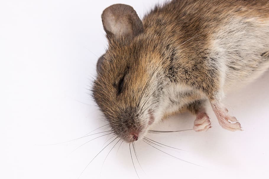 Rato-madeira, Apodemus Sylvaticus, rato, morto, rato morto, roedor, mamífero, natureza, um animal, tiro do estúdio