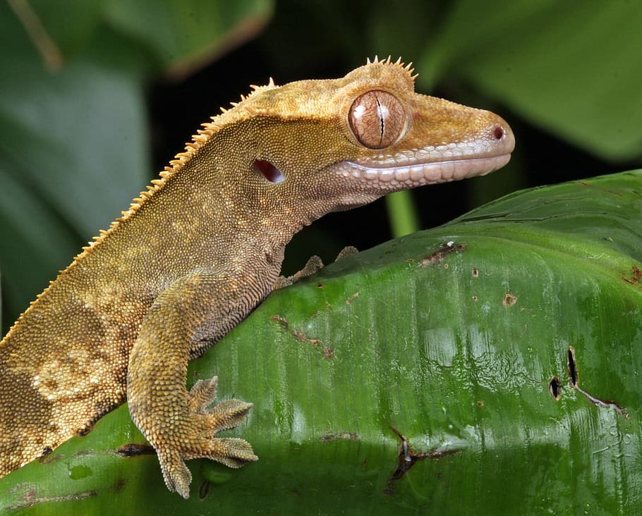 brown, lizard, top, green, leaf, gecko, close-up, macro, portrait, details