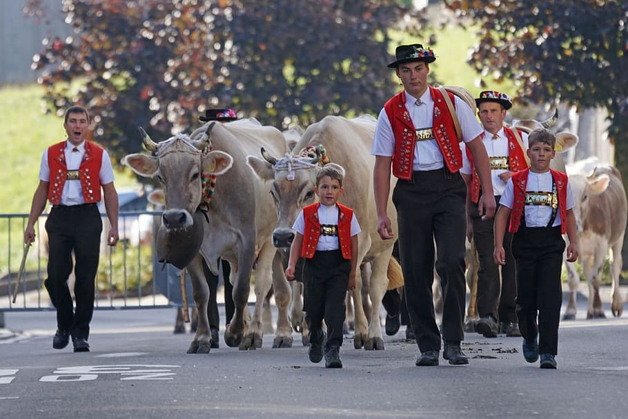 group, boys, walking, cattles, cattle show, appenzell, village, sennen, costume, cows