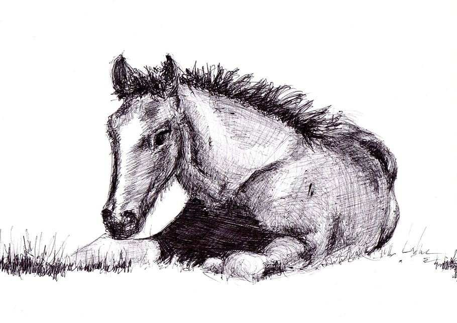 sketch of horse, horse, drawing, pen, art, artwork, one animal, animal, mammal, snow