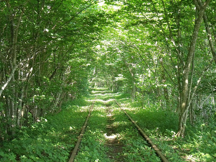 Trolley, bosque, tren viejo, sentido, árbol, naturaleza, sendero, al aire libre, tranquilidad, planta