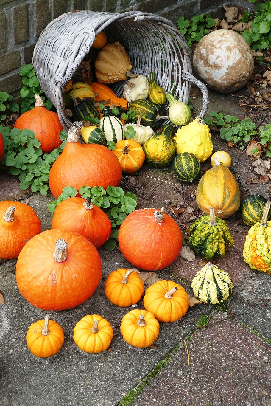 pumpkin, fruit, autumn, harvest, decoration, background, october, pumpkins, colorful, season