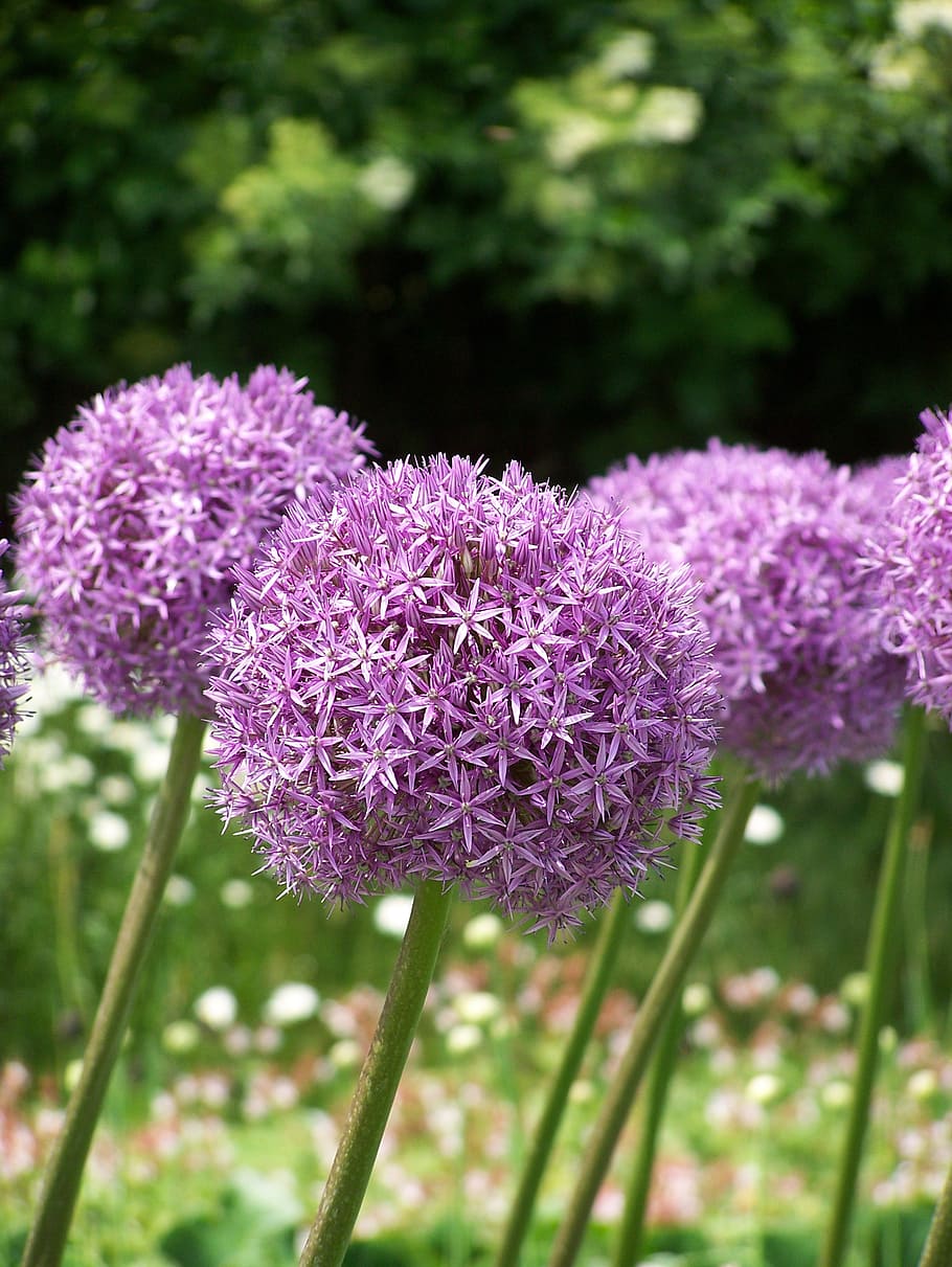 allium, flowers, blossom, bloom, purple, pink, ornamental onion, garden plant, nature, flower ball