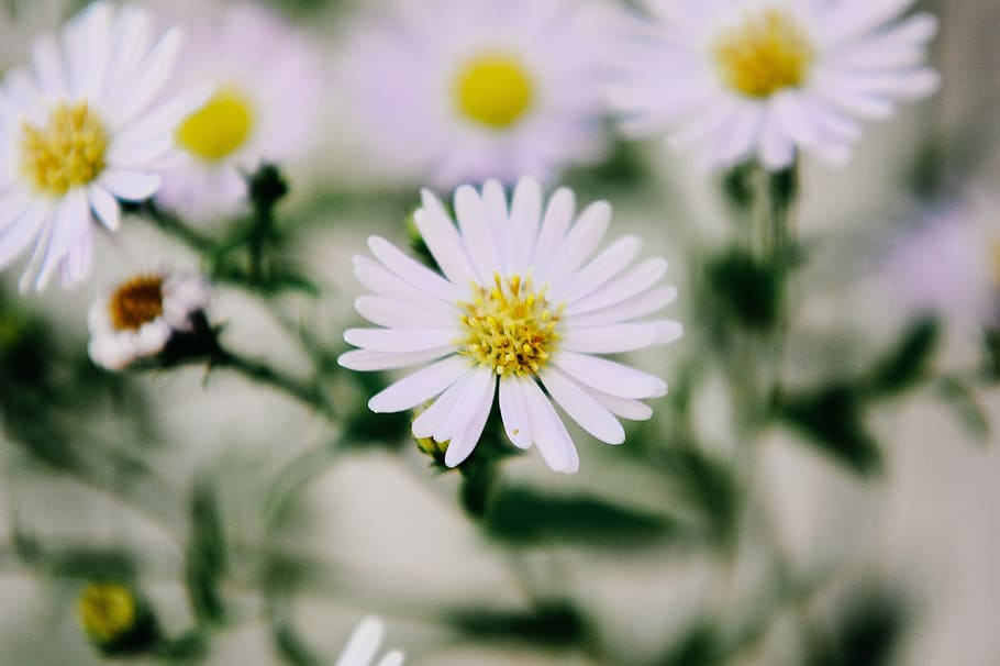 white flowers closeup, White, Flowers, Closeup, nature, daisy, flower, plant, summer, close-up