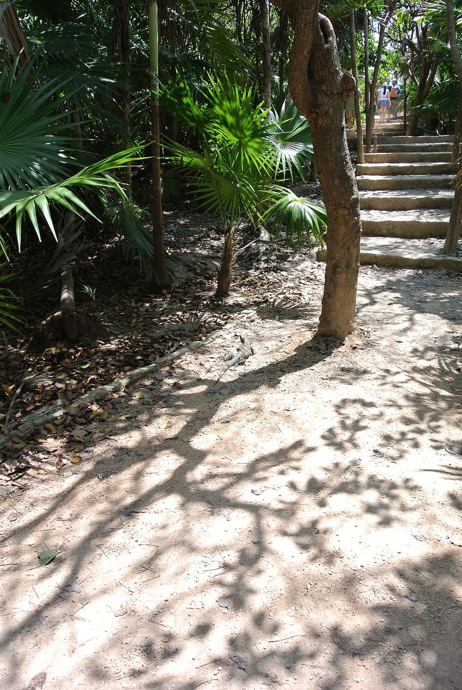 sand, tree, palm tree, walkway, stairs, tropical, shadows, nature, sunlight, plant