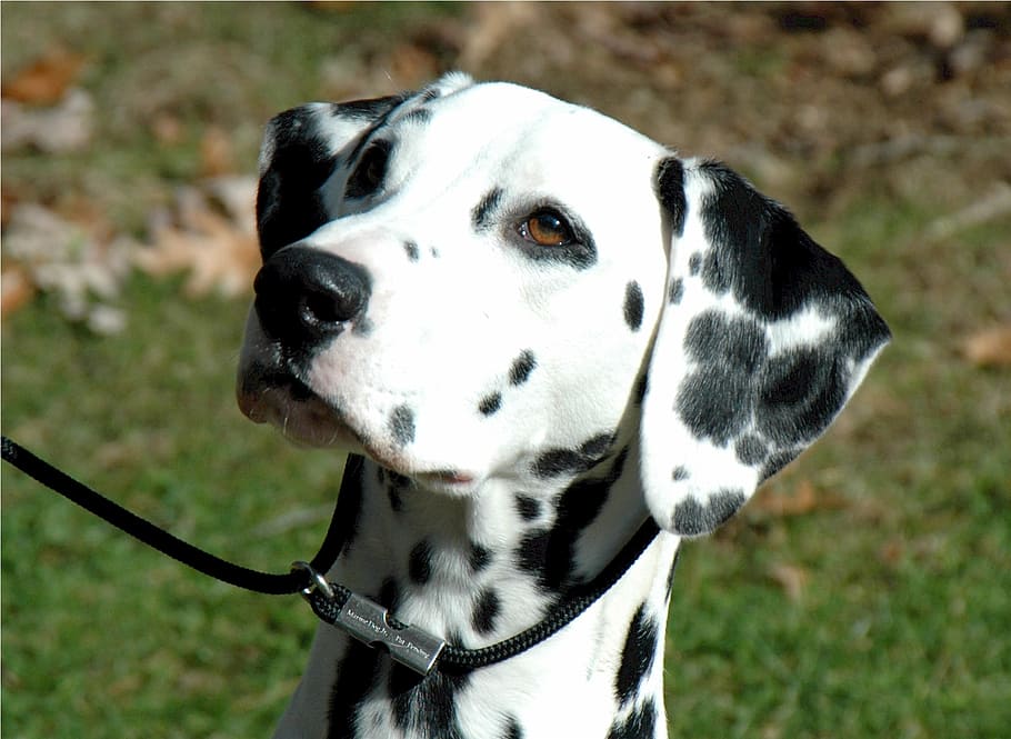 adult, black, white, dalmatian, canine, dog, pet, domestic, sitting, female