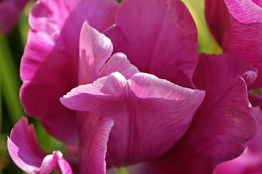 tulipanes, flor, primavera, naturaleza, flores, floración, flor de primavera, planta, floración temprana, jardín
