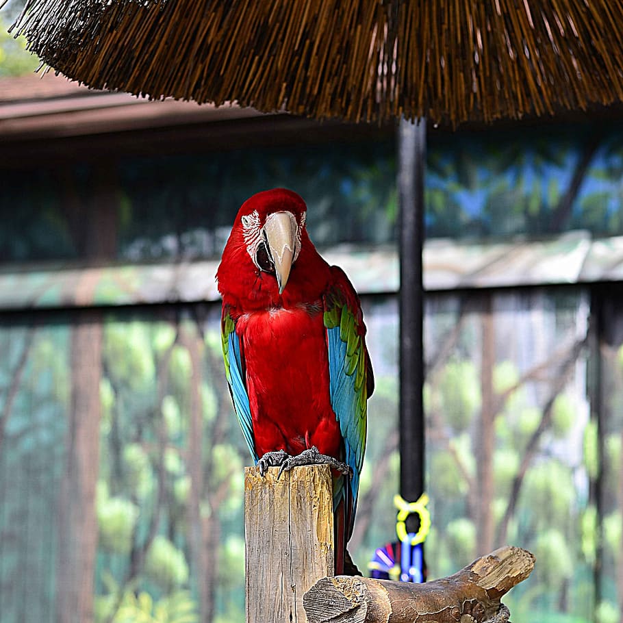 Parrot, Zoo, Bird, Colorful, Exotic, tropical, feather, beak, color, bright