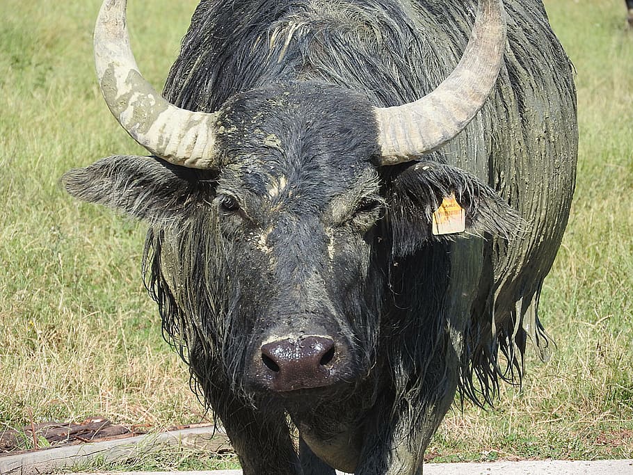 búfalo, búfalo de água, búfalo africano, animais selvagens, temas animais, animal, mamífero, animais domésticos, pecuária, um animal