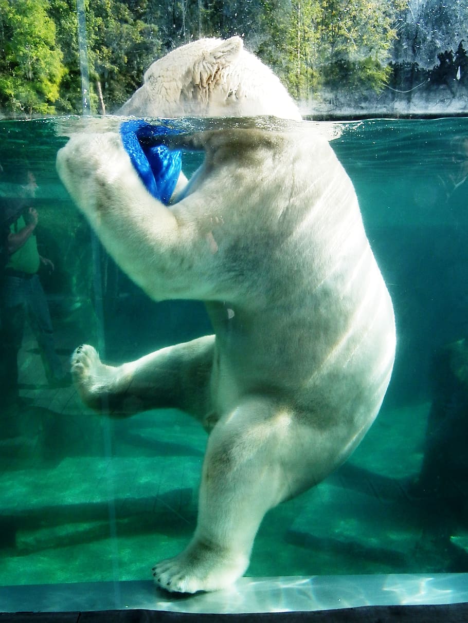 polar, bear, water, polar bear, large, white, basin, animal, underwater, animal themes