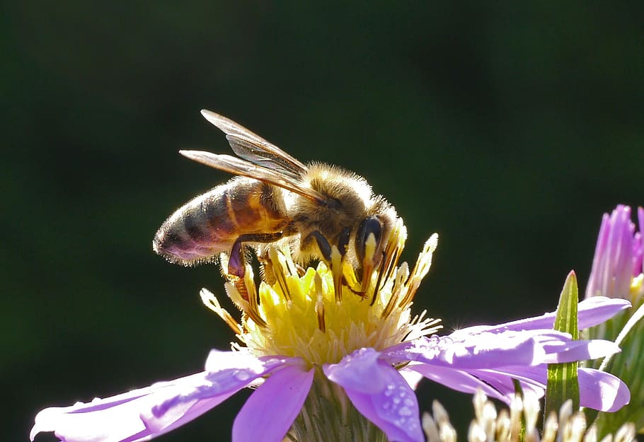 closeup, foto, bertengger lebah madu, bunga, lebah, lebah madu, mekar, nektar, penyerbukan, benang sari