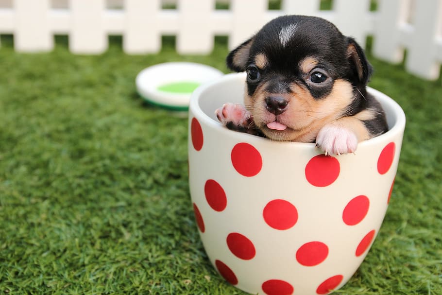 cachorro chihuahua de capa lisa, negro, tostado, taza de té, blanco, rojo, taza de lunares, chihuahua, perro, cachorro