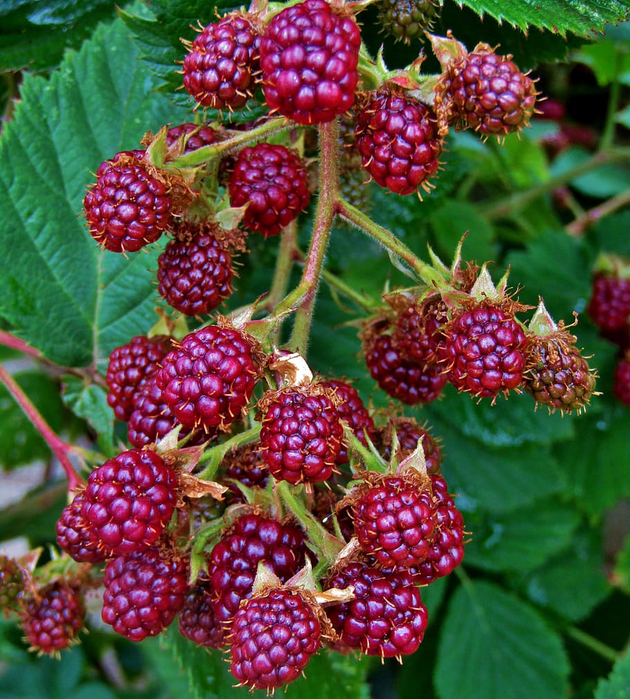 blackberry, fruit, hedge, fruits, red, ripe, eat, blackberry bushes, berry fruit, healthy eating