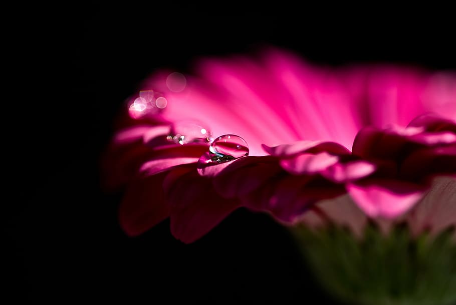 pink petaled flower, gerbera, blossom, bloom, red, flower, nature, drop of water, macro, red violet
