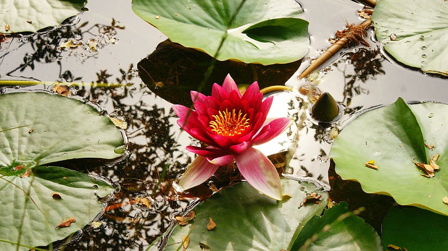 lily, pond, water, nature, green, flower, plant, lake, bloom, natural