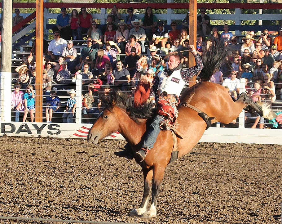 man, riding, horse, kicking, backwards, front, people, benches, rodeo, cowboy