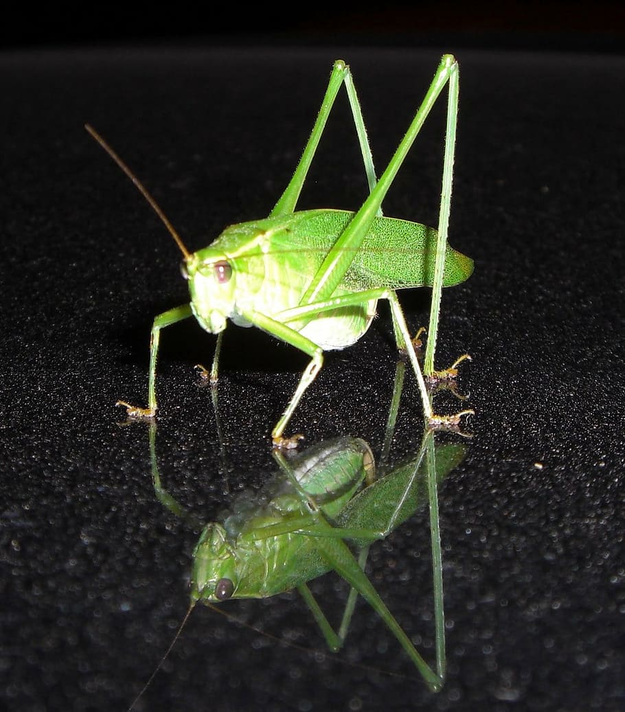grasshopper, insect, bug, katydid, nature, animal, close-up, macro, locust, wildlife