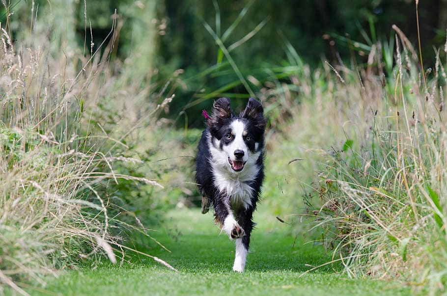 black, white, short, coated, dog, running, grass, black and white, border collie, running dog