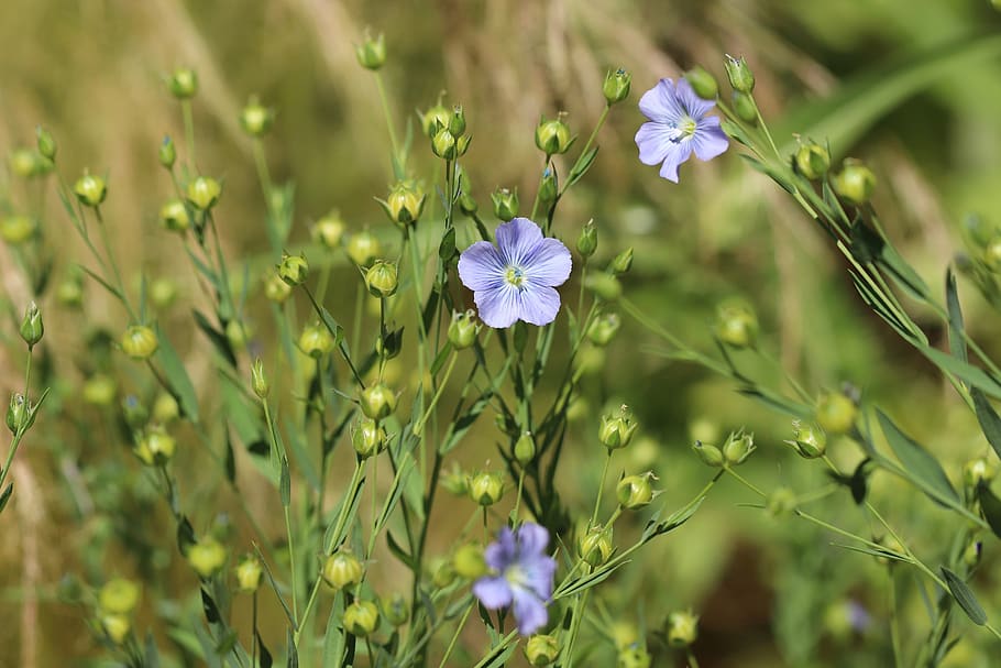 linum, linum bienne, narrow-leaf flax, wild flax, two years of flax, flowers, bloom, meadow, plant, nature