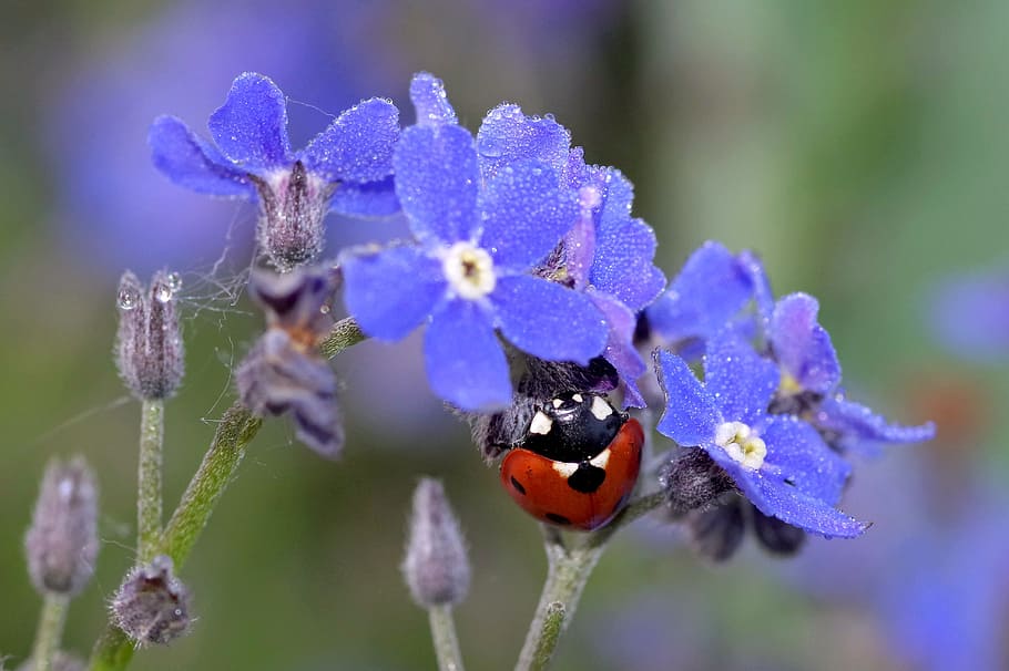 seven-spotted ladybug perching, purple, flower, selective-focus photography, Ladybug, Nots, Insect, blue, red, the delicacy