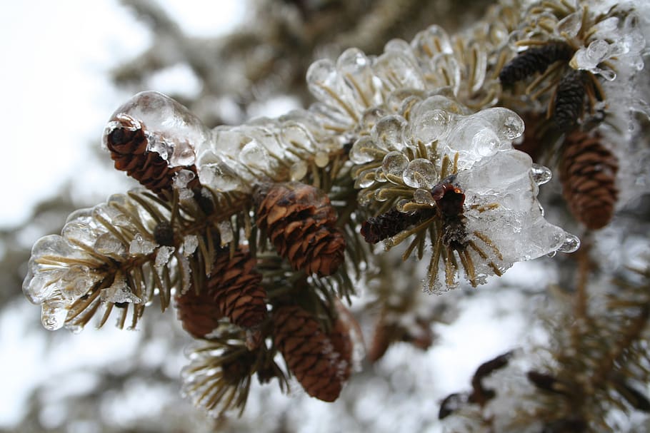 hielo, frío, invierno, árbol de hoja perenne, congelado, naturaleza, helado, cristal, invernal, nebraska