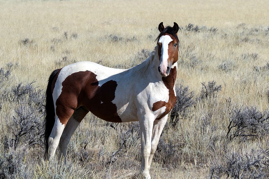 white, brown, horse, wild horses, wild mustangs, mustangs, horses, american wild horses, animal, nature