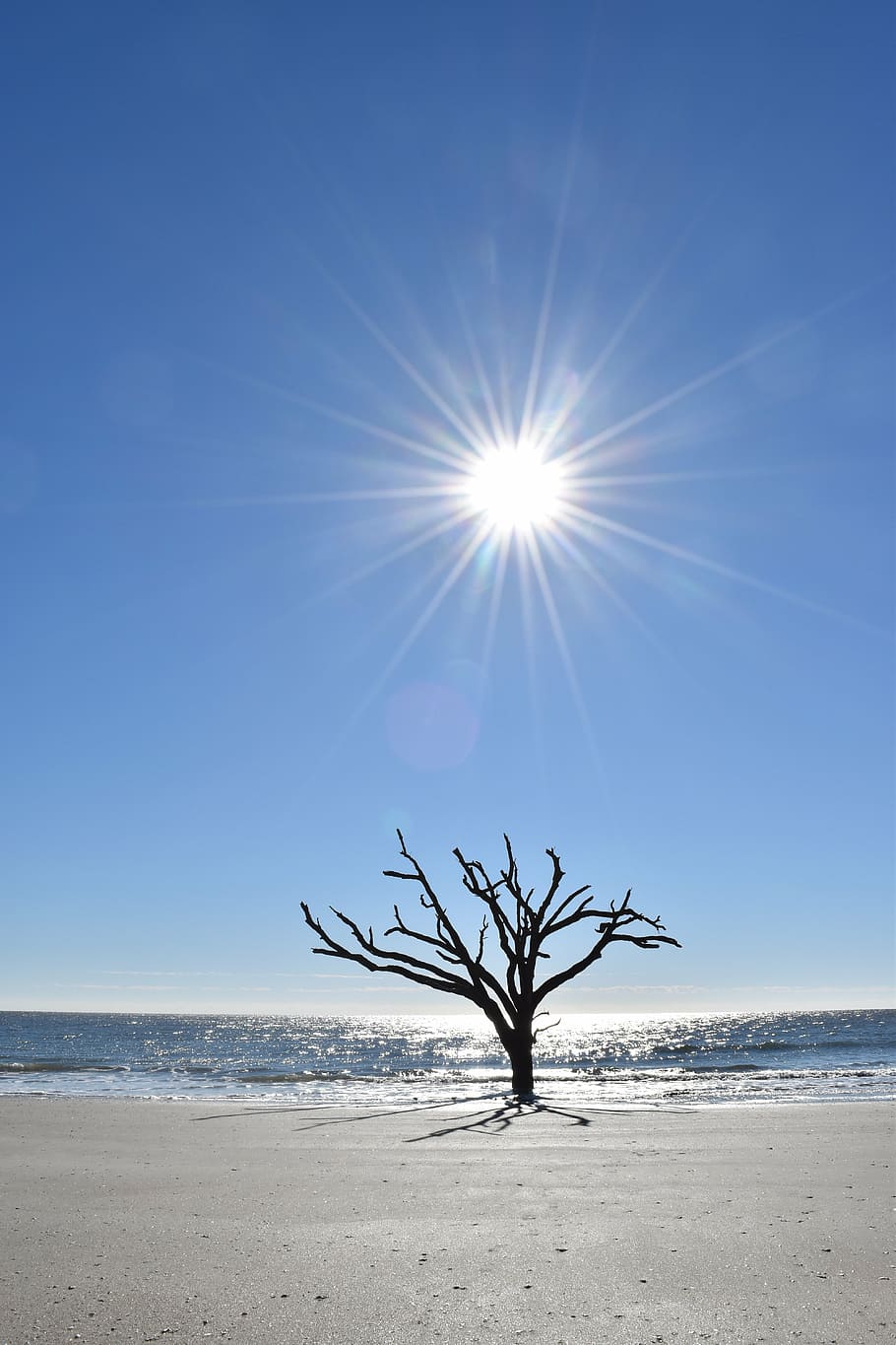 sol, árbol, océano, deslumbrante, cielo, luz solar, desolado, solo, muerto, implacable