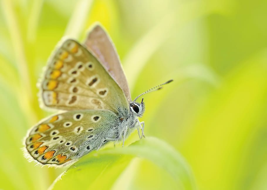 fotografia, verão, azul, borboleta empoleirada, verde, folha, durante o dia, borboletas, inseto, natureza