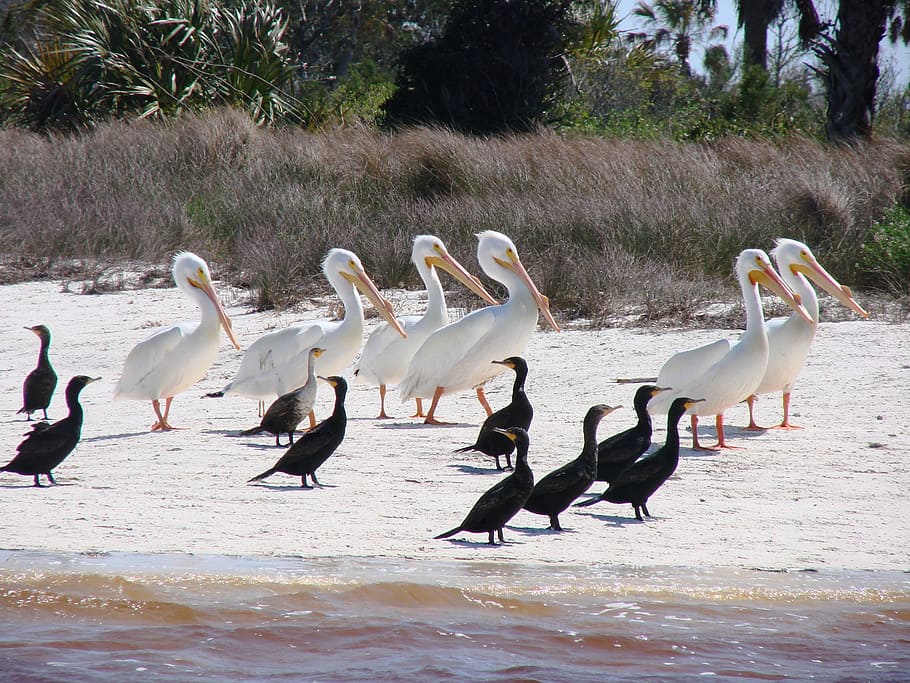 birds, cormorant, white, pelican, wildlife, phalacrocorax, waterfowl, fishing, fauna, aves