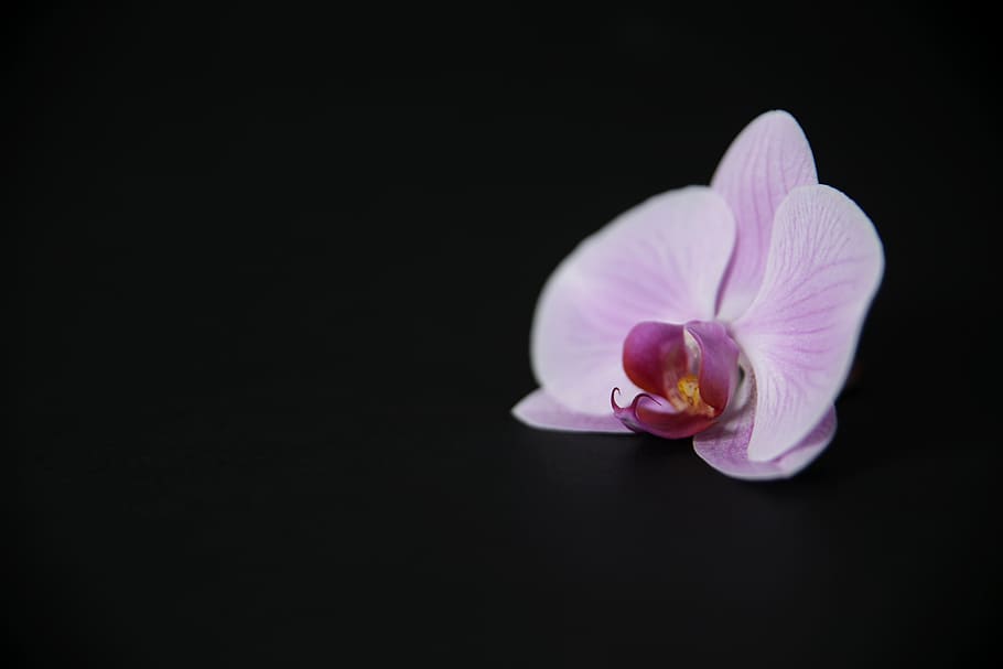 flor, orquídea, floración, púrpura, decoración, botánico, phalaenopsis, planta floreciendo, frescura, foto de estudio