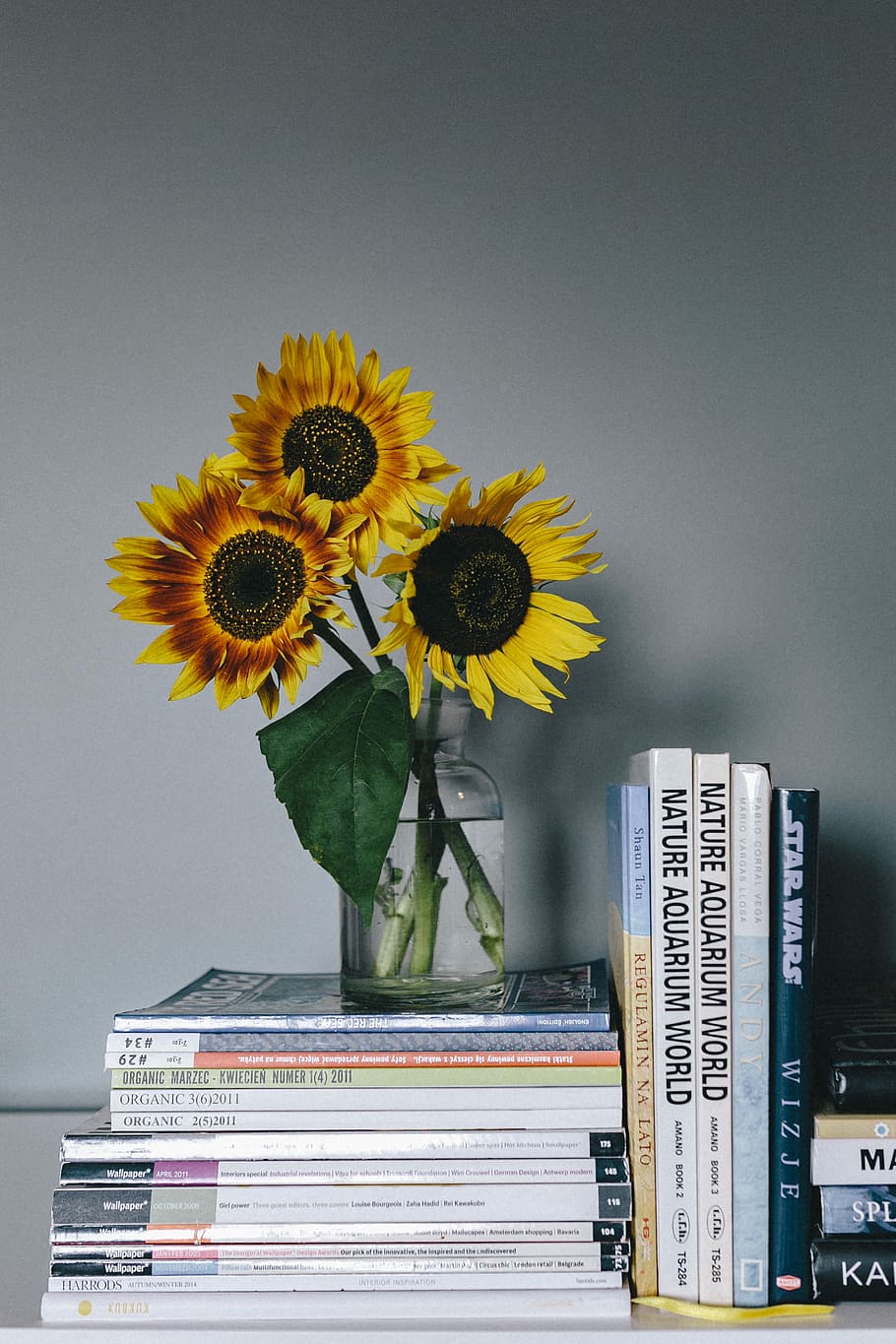 sunflowers and books, Sunflowers, books, flower, magazines, sunflower, indoor, business, book, stack