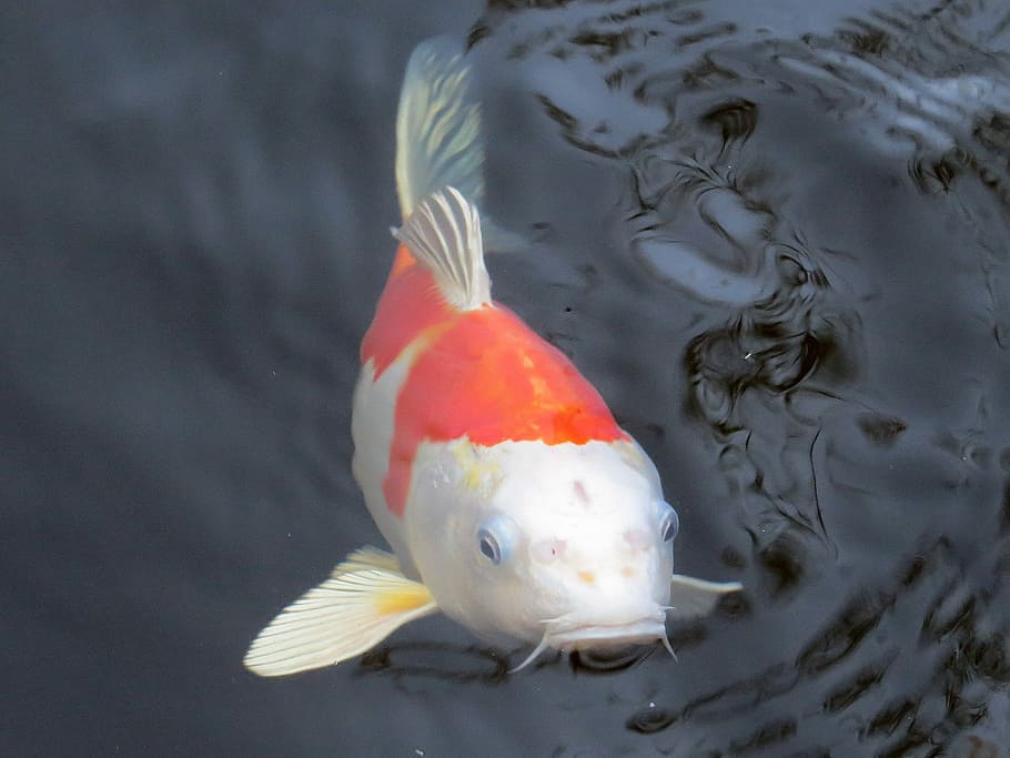 selectivo, fotografía de enfoque, blanco, naranja, enfoque selectivo, fotografía, pez koi, koi, carpa koi, pescado