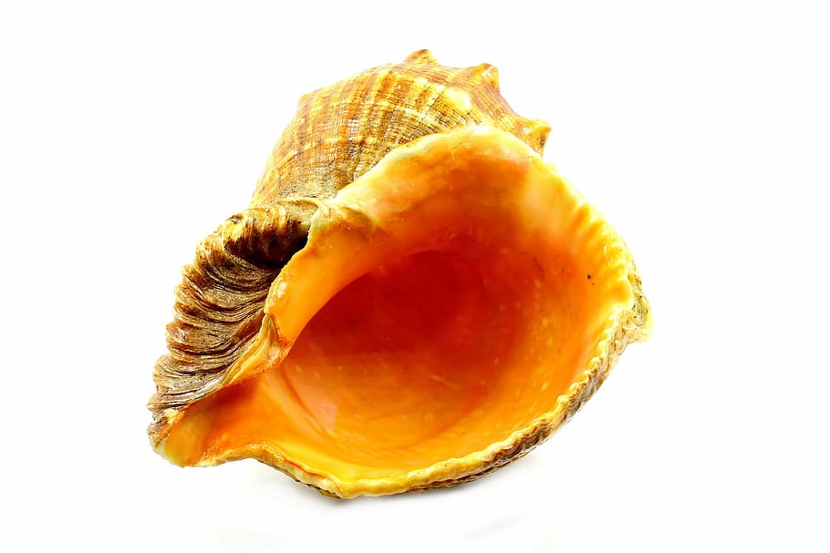 brown sconce, seashell, sea, the clams, nature, animal Shell, single Object, close-up, yellow, white background