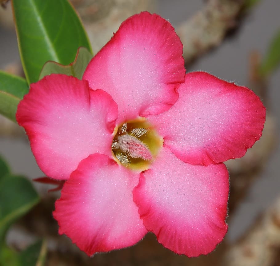 pink petaled flower, Bunga, Kuning, Pink, rosa, kelopak, makro, lotus, gambar, fotografi