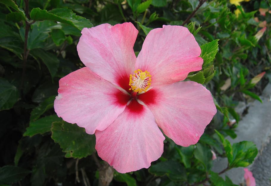 Hibiscus, Bunga, Merah Muda, putik, merah, daun, hijau, pulau ishigaki, okinawa, Jepang